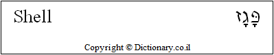 'Shell' in Hebrew