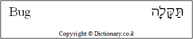 'Bug' in Hebrew