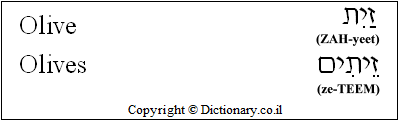 'Olive' in Hebrew