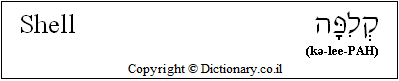 'Shell' in Hebrew