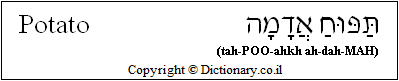 'Potato' in Hebrew