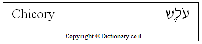 'Chicory' in Hebrew