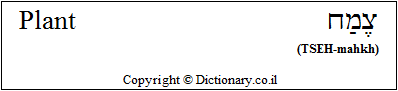 'Plant' in Hebrew