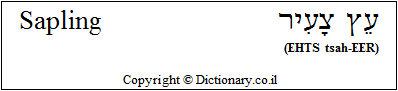 'Sapling' in Hebrew