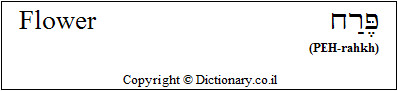 'Flower' in Hebrew