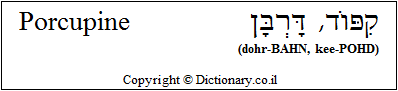 'Porcupine' in Hebrew