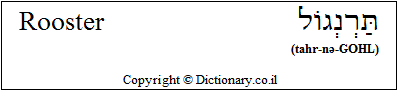 'Rooster' in Hebrew