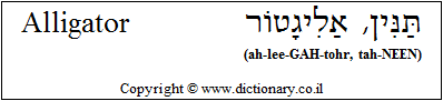 'Alligator' in Hebrew