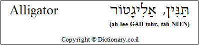 'Alligator' in Hebrew